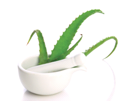 Aloe vera, scar cream