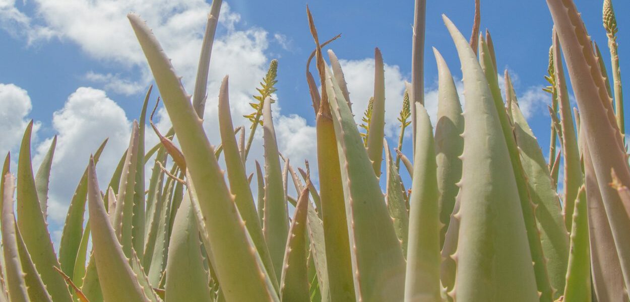 How Aloe Vera benefits your skin