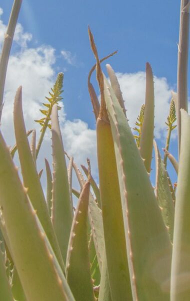 How Aloe Vera benefits your skin