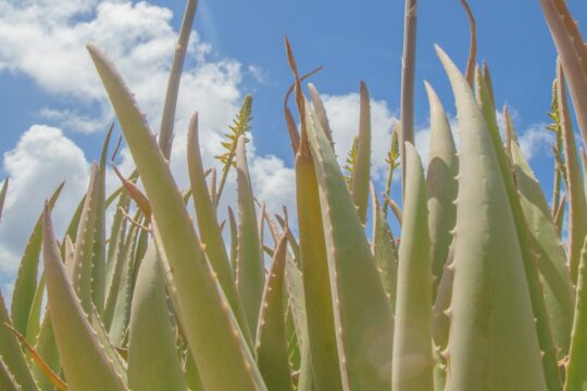 How Aloe Vera benefits your skin