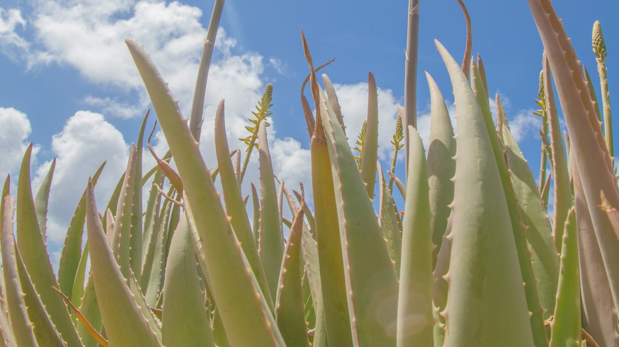 Is aloe vera good for skin care? Discover the benefits