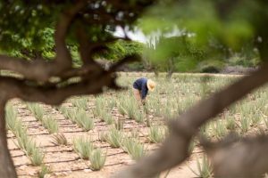 Alhydran aloe vera field Aruba