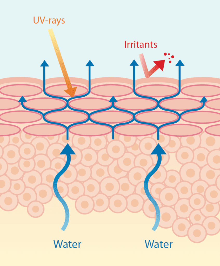 Illustration of a weakened skin barrier showing transepidermal water loss (TEWL) and increased sensitivity to irritants